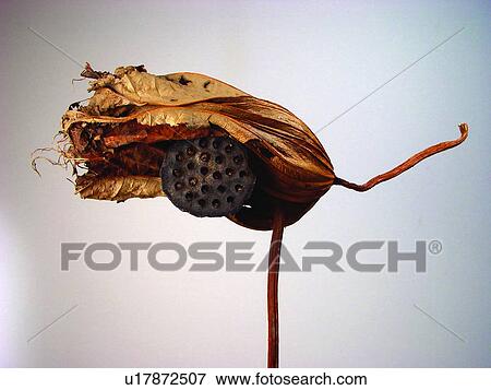 Nature, Dry, One Object, Flower Head, Beauty In Nature, Indoor View Large Photo Image Stock Photo - Nature, Dry, One Object, Flower Head, Beauty In Nature, Indoor. Fotosearch