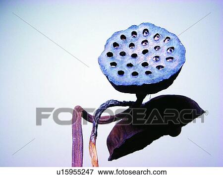 Nature, Lotus And Plant, Close-Up, Stem, Hole, Colored Background View Large Photo Image Stock Photo - Nature, Lotus And Plant, Close-Up, Stem, Hole, Colored Background. Fotosearch