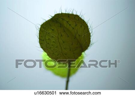 Stem, Close-Up, Stalk, Indoor, Lotus View Large Photo Image Stock Image - Stem, Close-Up, Stalk, Indoor, Lotus. Fotosearch
