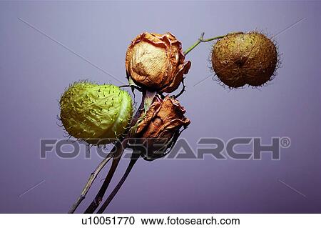 Stock Image - Stem, Lotus, Colored Background, Beauty In Nature, Brown, Indoor. Fotosearch