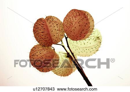 Stem, Plant, Group Of Objects, Botany, Yellow View Large Photo Image Stock Image - Stem, Plant, Group Of Objects, Botany, Yellow. Fotosearch