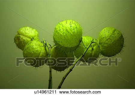 Vibrant Color, Close-Up, Colored Background, Cut Out, Lotus And Plant View Large Photo Image Stock Image - Vibrant Color, Close-Up, Colored Background, Cut Out, Lotus And Plant. Fotosearch