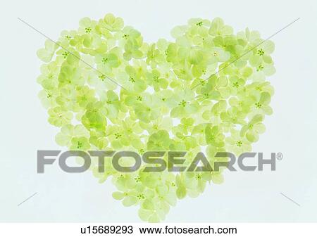 植物 花 白 形づくられた心 緑 背景 ストックイメージ U Fotosearch