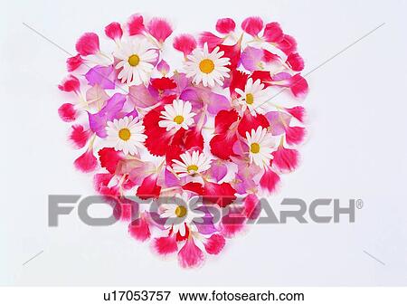 Stock Photo - heart shaped, flower, plant, love, white, petal. Fotosearch