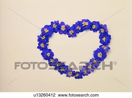 plant, flower, heart shaped, purple, background, light View Large Photo Image Stock Image - plant, flower, heart shaped, purple, background, light. Fotosearch