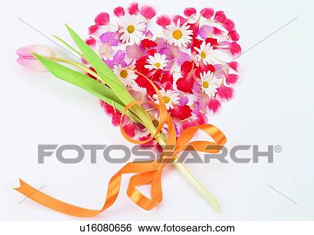 Stock Photograph - plant, flower, heart shaped, tulip, ribbon, leaf. Fotosearch