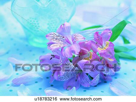 plant, flower, leaf, heart shaped, glass, petal View Large Photo Image Stock Photograph - plant, flower, leaf, heart shaped, glass, petal. Fotosearch