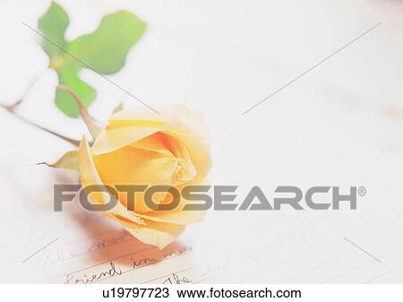 plant, flower, letter, love, rose, water drop View Large Photo Image Stock Image - plant, flower, letter, love, rose, water drop. Fotosearch
