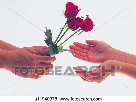 Stock Photo - plant, flower, rose, leaf, hand, red. Fotosearch