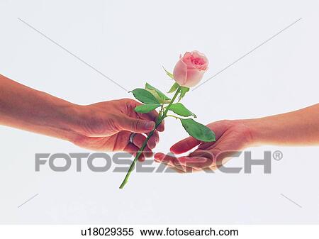 Stock Photography - plant, flower, rose, leaf, hand, ring. Fotosearch