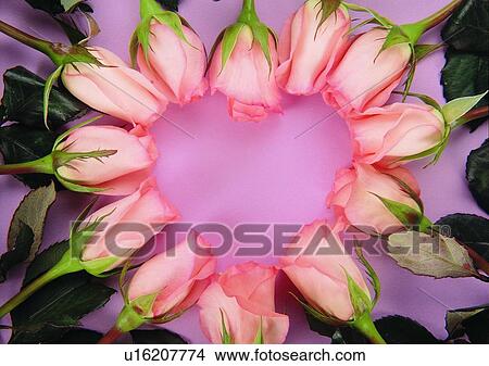 rose, heart shaped, leaf, petal, leaf, pink View Large Photo Image Picture - rose, heart shaped, leaf, petal, leaf, pink. Fotosearch