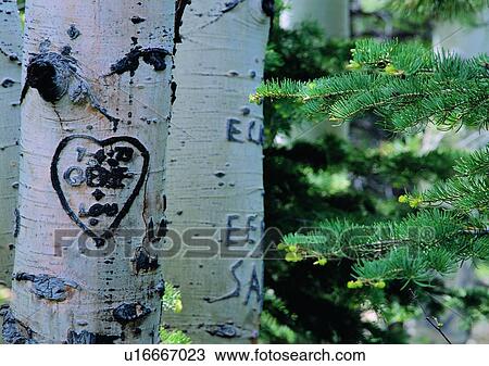 tree, sign, heart shaped, word, leaf, forest View Large Photo Image Stock Image - tree, sign, heart shaped, word, leaf, forest. Fotosearch