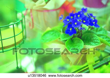 object, decoration, life, glass, plant, flower View Large Photo Image Stock Photograph - object, decoration, life, glass, plant, flower. Fotosearch