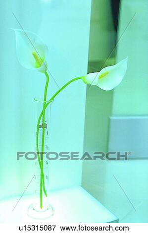 object, decoration, life, plant, flower, graduated cylinder View Large Photo Image Stock Photo - object, decoration, life, plant, flower, graduated cylinder. Fotosearch