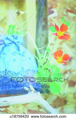 object, decoration, life, plant, tree, flower View Large Photo Image Stock Image - object, decoration, life, plant, tree, flower. Fotosearch