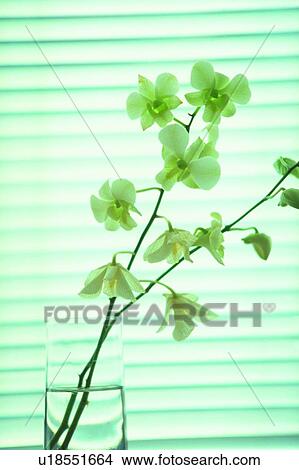 plant, water, object, flower, decoration, orchid View Large Photo Image Picture - plant, water, object, flower, decoration, orchid. Fotosearch