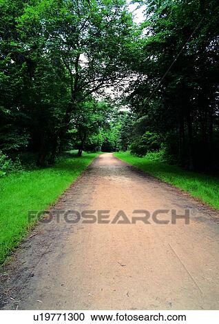 Stock Image - Day, Dense, Dirt Road, Empty, Forest. Fotosearch