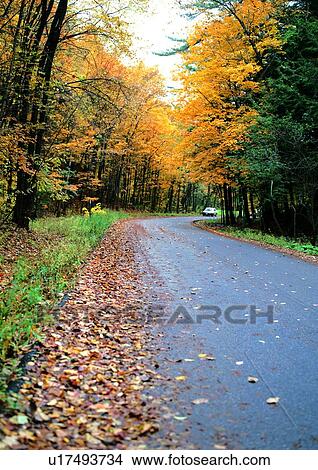 Picture - Lush Foliage, Outdoor, Treelined, Forest, Fallen, Path. Fotosearch