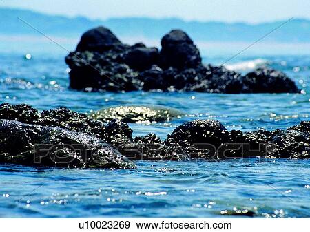 Stock Photo - scenery, sea, ocean, coast, rock. Fotosearch