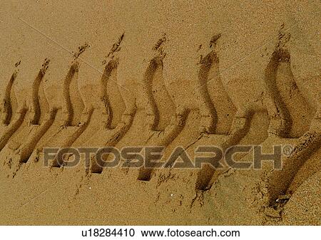 Stock Image - scenery, sea, ocean, coast, sand, tire. Fotosearch