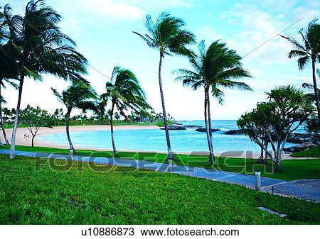 sky, plant, scenery, grass, tree, shore, ocean View Large Photo Image Stock Image - sky, plant, scenery, grass, tree, shore, ocean. Fotosearch