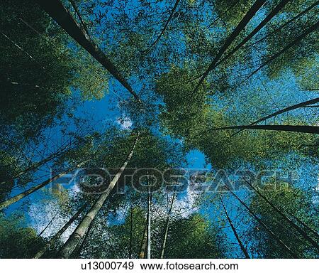 Bamboo, Bamboo Grove, Blue, Cloud, Day View Large Photo Image Stock Photo - Bamboo, Bamboo Grove, Blue, Cloud, Day. Fotosearch