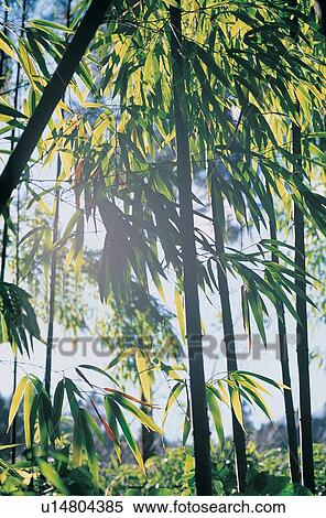 Bamboo, Bamboo Grove, Day, Forest, Green View Large Photo Image Stock Photography - Bamboo, Bamboo Grove, Day, Forest, Green. Fotosearch