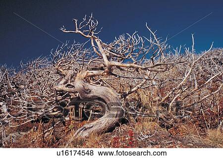 Stock Photo - Bare Tree, Blue, Clear Sky, Day. Fotosearch