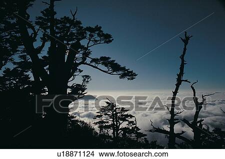 Picture - Bare Tree, Blue, Clear Sky, Dusk. Fotosearch