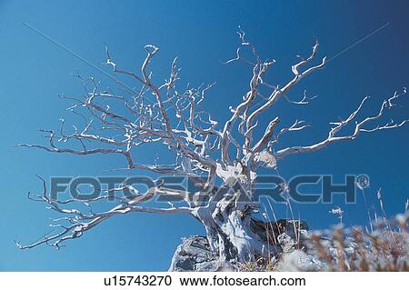 Bare Tree, Blue, Clear Sky, Landscape View Large Photo Image Stock Image - Bare Tree, Blue, Clear Sky, Landscape. Fotosearch