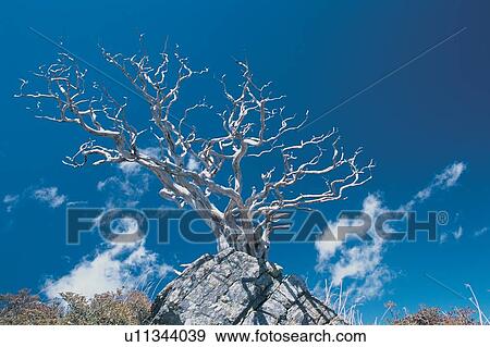 Stock Photo - Bare Tree, Blue, Cliff, Cloud. Fotosearch