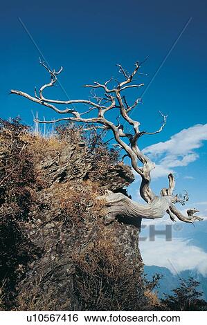 Stock Photograph - Bare Tree, Blue, Cloud, Day, Hill. Fotosearch