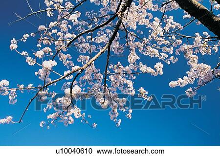 Blossom, Blue, Clear Sky, Day View Large Photo Image Stock Image - Blossom, Blue, Clear Sky, Day. Fotosearch