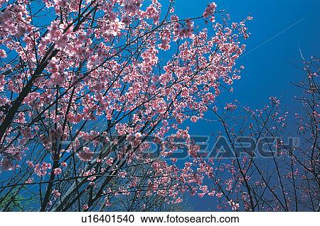 Blossom, Blue, Clear Sky, Day View Large Photo Image Stock Image - Blossom, Blue, Clear Sky, Day. Fotosearch