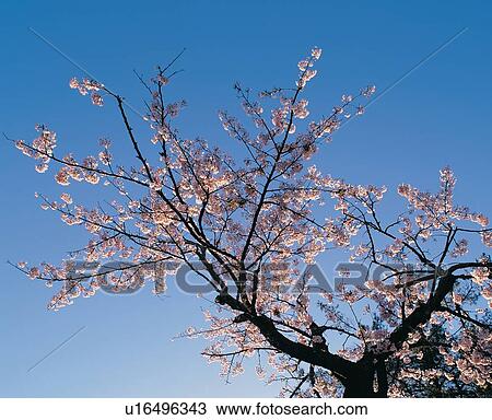 Stock Image - Blossom, Blue, Clear Sky, Day. Fotosearch