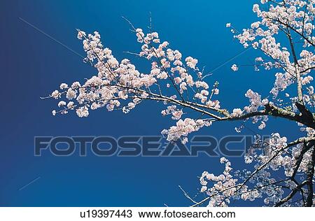 Stock Image - Blossom, Blue, Clear Sky, Day. Fotosearch