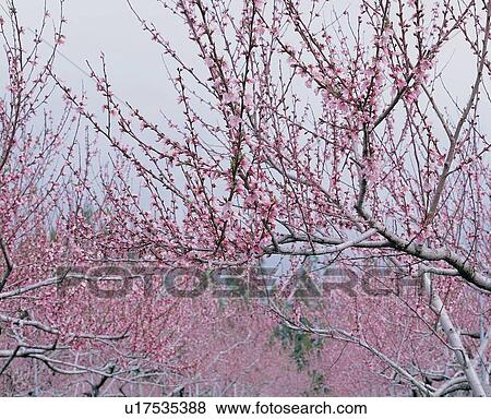 Stock Photo - Blossom, Clear Sky, Day. Fotosearch
