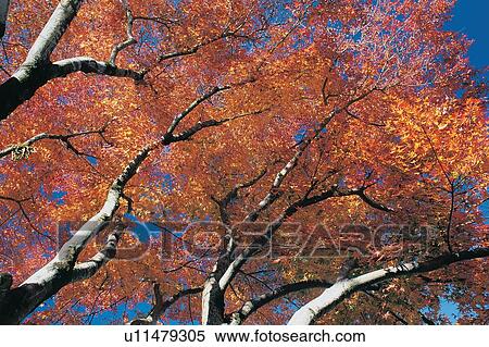 Stock Photography - Blue, Leaf, Day, Autumn. Fotosearch