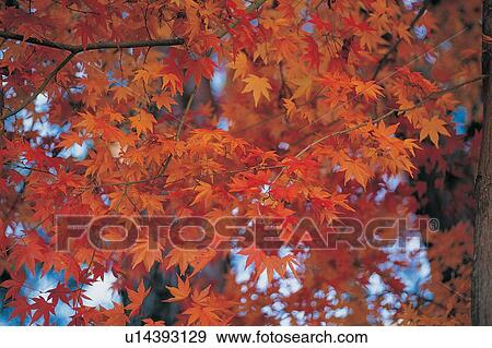 Stock Photo - Blue, Sky, Seasons, Maple Tree, Autumn, Non-Urban Scene. Fotosearch