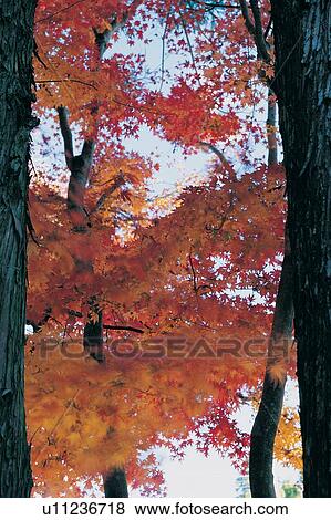 Change, Orange, Seasons, Nature, Beauty In Nature View Large Photo Image Stock Photo - Change, Orange, Seasons, Nature, Beauty In Nature. Fotosearch