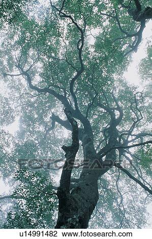 Stock Image - Dawn, Day, Fog, Forest, Green. Fotosearch