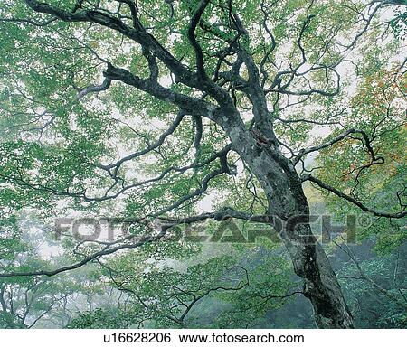 Stock Photograph - Dawn, Day, Fog, Forest, Green. Fotosearch