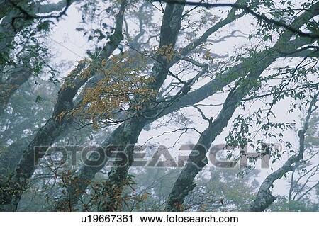 Stock Image - Dawn, Fog, Day, Autumn. Fotosearch