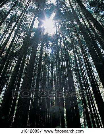 Day, Directly Below, Evergreen Tree, Outdoor View Large Photo Image Stock Photo - Day, Directly Below, Evergreen Tree, Outdoor. Fotosearch
