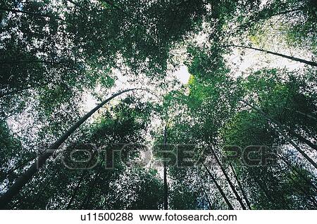 Stock Photo - Day, Directly Below, Forest, Green. Fotosearch