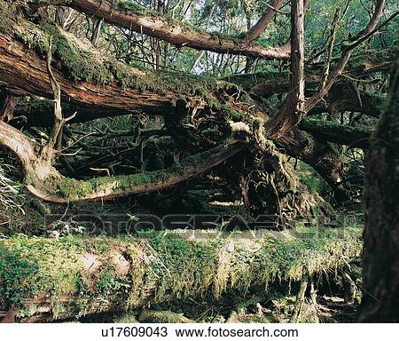Day, Forest, Green, Log View Large Photo Image Stock Image - Day, Forest, Green, Log. Fotosearch