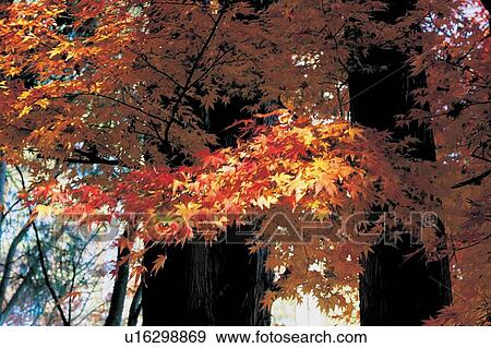 Day, Maple Tree, Leaf, Autumn View Large Photo Image Stock Photo - Day, Maple Tree, Leaf, Autumn. Fotosearch