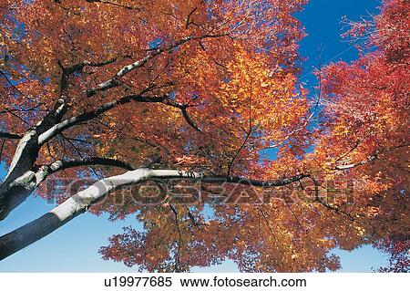 Day, Maple Tree, Variation View Large Photo Image Stock Photography - Day, Maple Tree, Variation. Fotosearch