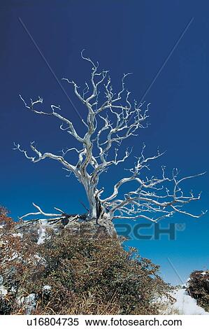 Stock Photography - Day, Tranquil Scene, Spooky, Outdoor, Clear Sky, Scenics. Fotosearch