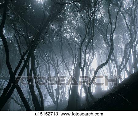 Forest, Mystery, Wood, Wilderness, Fog, Beauty In Nature View Large Photo Image Stock Image - Forest, Mystery, Wood, Wilderness, Fog, Beauty In Nature. Fotosearch
